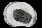 Coltraneia Trilobite Fossil - Huge Faceted Eyes #165858-1